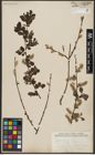 Foto von Salix aurita L.